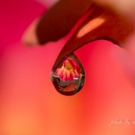紅の雫