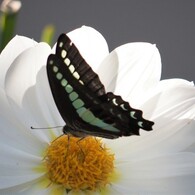 ムーンワルツ