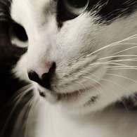 miss lovely