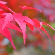 紅葉