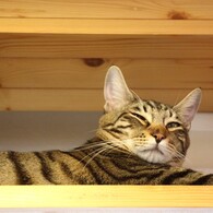 高い所が落ち着くにゃ～