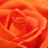 秋薔薇の季節