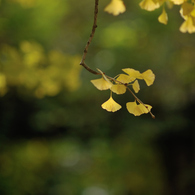 autumn for tokyoites