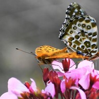 ツマの秘め事、、、ⅰ
