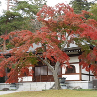 能仁寺の紅葉 15