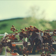 『 leaf 』(04)