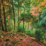 残采 -zansai-