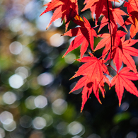 玉ボケの小川