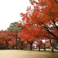 殿ヶ谷戸庭園1