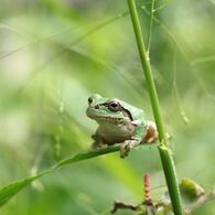 アマガエル