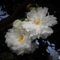 冬呼ぶ山茶花