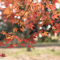 紅葉