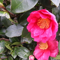 山茶花1