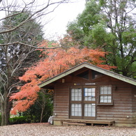 紅葉9