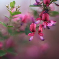 秋の花