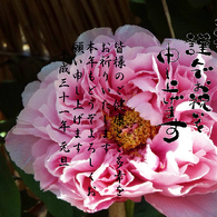 年賀7