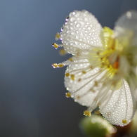 開花の朝