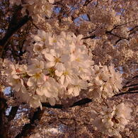 豊田川桜-1
