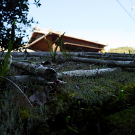 太山寺〜屋根の上の生態系