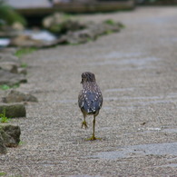 ゴイサギの幼鳥