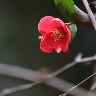 春の先駆け