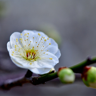 plum blossom