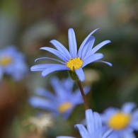 Blue daisy