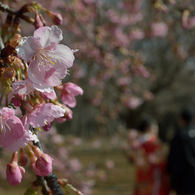 河津桜_代々木公園_03