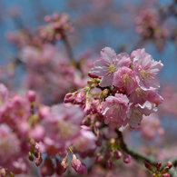 河津桜_代々木公園_04