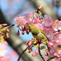 汐入、河津桜～Ⅹ