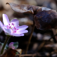 Spring is bloom