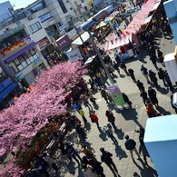 三浦海岸 桜まつり