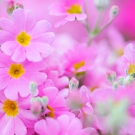 Primula