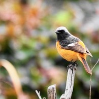 つぶらな瞳～ⅱ