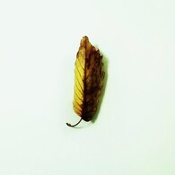 Leaf:autumn03