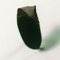 Leaf:autumn06
