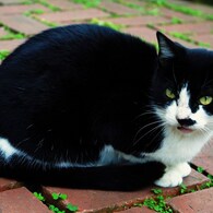 山手猫