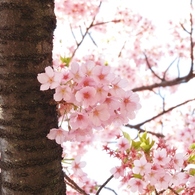 修善寺桜6