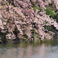 修善寺桜10