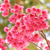 寒緋桜 （かんひざくら）2