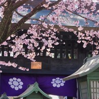 安行桜～ⅴ