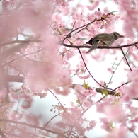 spring for tokyoites 2019