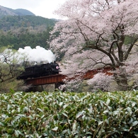 大井川鉄道早咲きの彼岸桜