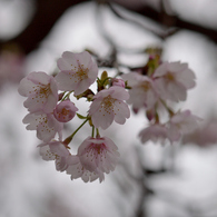 sakura_中#2