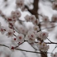 Ume_中