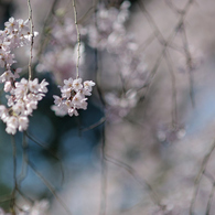 spring for tokyoites 2019