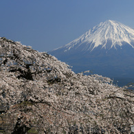 富士と競う