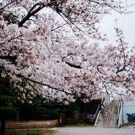 柔花