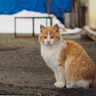 微笑む美猫さん