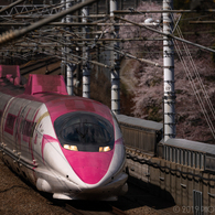 ハロー桜キティ